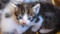 Small kitty with blue eyes Royalty Free Stock Photo