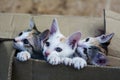 Small kitty cats in brown paper box Royalty Free Stock Photo