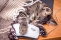 A small kitty covered with a blanket sleeping near a computer mo
