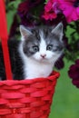 Small kitty with flowers bag Royalty Free Stock Photo