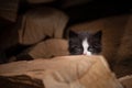 Shy kitten hiding in a pile of wood Royalty Free Stock Photo