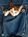 A small kitty inside a pocket Royalty Free Stock Photo