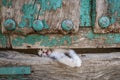 Small kitty leg through old wooden door hole Royalty Free Stock Photo