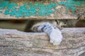 Small kitty leg through old wooden door hole Royalty Free Stock Photo