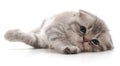 Small kitty that lies Royalty Free Stock Photo