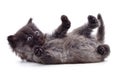 Small kitty that lies Royalty Free Stock Photo