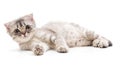 Small kitty that lies Royalty Free Stock Photo