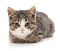 Small kitty that lies. Royalty Free Stock Photo