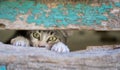 Small kitty through old wooden door hole Royalty Free Stock Photo