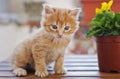 Small kitty with orange long hair Royalty Free Stock Photo