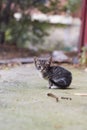 Small kitty Royalty Free Stock Photo