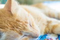 Small Kitty sleeping on wood bed Royalty Free Stock Photo