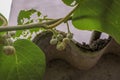 small kiwis growing in my kiwi tree