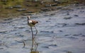 The knight of Italy Himantopus himantopus [Linnaeus, 1758] is a water bird of the Recurvirostrid family