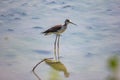 The knight of Italy Himantopus himantopus [Linnaeus, 1758] is a water bird of the Recurvirostrid family