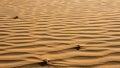 The small knots of sand interrupt the surface suggesting motion or natural Royalty Free Stock Photo