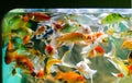 Small koi carp Royalty Free Stock Photo