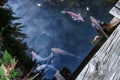 Small Koi carp in the pond of the park Royalty Free Stock Photo