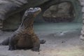 Small Komodo dragon Komodo monitor checking