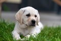 a small labrador retriever puppy 2 months old lies on the lawn grass and looks around Royalty Free Stock Photo