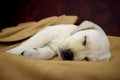 Small Labrador Retriever puppy sleeps on yellow blanket Royalty Free Stock Photo