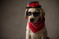 Small labrador retriever wearing hat, sunglasses and bandana Royalty Free Stock Photo