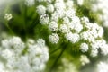 Small lacey white cluster flowers Royalty Free Stock Photo