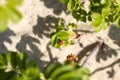Small lady bug sitting on a leaf in the dunes of Kijkduin The Netherlands Royalty Free Stock Photo