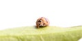 This is a small lady bug sitting on a leaves Royalty Free Stock Photo