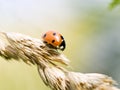 Small ladybug Royalty Free Stock Photo
