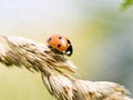 Small ladybug