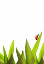 Small ladybug Royalty Free Stock Photo