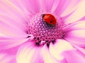 Small ladybug Royalty Free Stock Photo