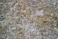 A small ladybug on a big rock Royalty Free Stock Photo