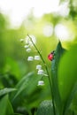 small ladybug crawling on a forest glade scented flowers with white lilies in the dew