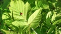 A small ladybug crawls on a green leaf on a sunny day. Beautiful natural background