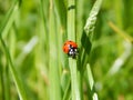 Small ladybug on grass stalk Royalty Free Stock Photo