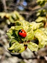 Small ladybug at the green leaf Royalty Free Stock Photo