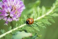 Small Ladybug on green leaf. Royalty Free Stock Photo