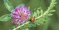 Small Ladybug on green leaf. Royalty Free Stock Photo