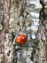 Little Ladybug in a Big World Royalty Free Stock Photo
