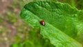 A small ladybug on a large green burdock leaf