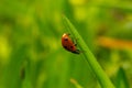 A beautiful ladybug on a leaf Royalty Free Stock Photo