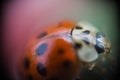 Small Ladybug With Red Belly, Yellow Head And Black Spots In Macro