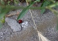 A small ladybug with red wings and black spots Royalty Free Stock Photo