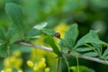 Small ladybug sits on branch yellow barberry.