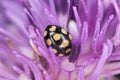 Small ladybug sitting on thistle