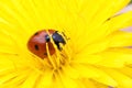 Small ladybug sleeping yellow flower's petals