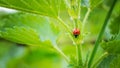 Small ladybug standing on the plant