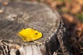 Small ladybug on yellow fallen leaf lying on the old stump. Sunny day in the forest.